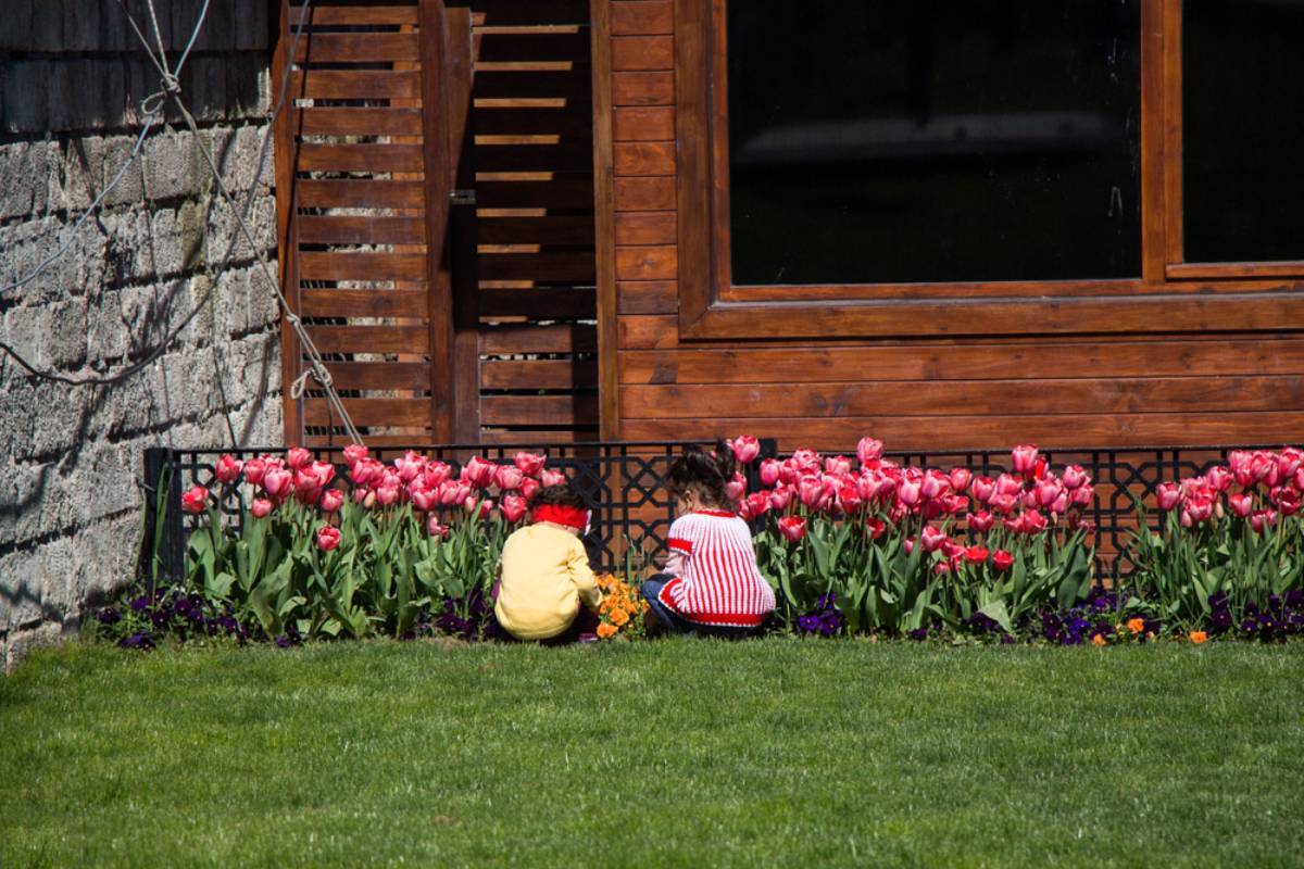 A Beginner Gardener Named Her Three Beloved Lily Plants and Watched Them Grow for Months, Until Her Neighbor’s Children Started Tearing Them Apart and Their Parents Laughed When She Asked Them to Stop