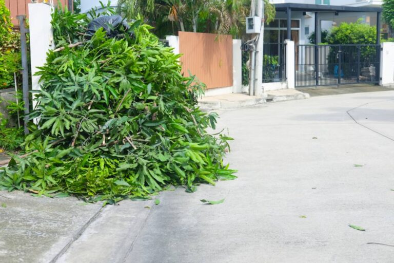 A Florida Homeowner Watched Tree Trimmers Destroy His Mango Tree, Then the Damaged Tree Began to Recover Until a Sudden Frost Changed Everything