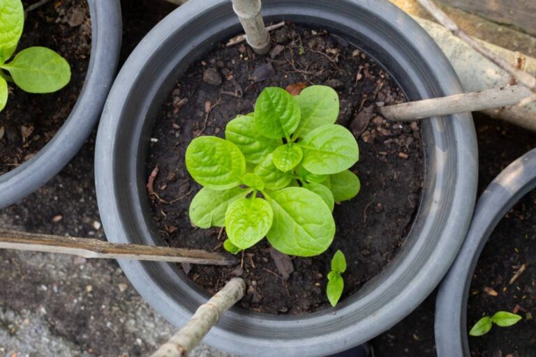 A Gardener Asked Which Container Plants Survived for Years Without Much Care, Then Homeowners Revealed the Herbs, Berries, and Flowers That Refused to Die