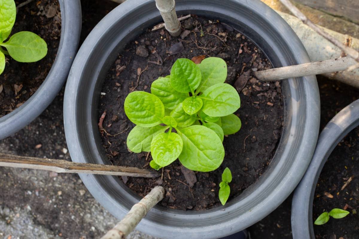 A Gardener Asked Which Container Plants Survived for Years Without Much Care, Then Homeowners Revealed the Herbs, Berries, and Flowers That Refused to Die