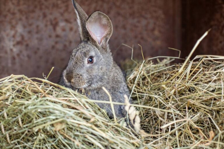 A Gardener Harvested a Mountain of Homemade Hay to Help a Friend’s Rabbits, Then a Fox Turned His Composting Plans Into an Unexpected Garden Rescue Mission