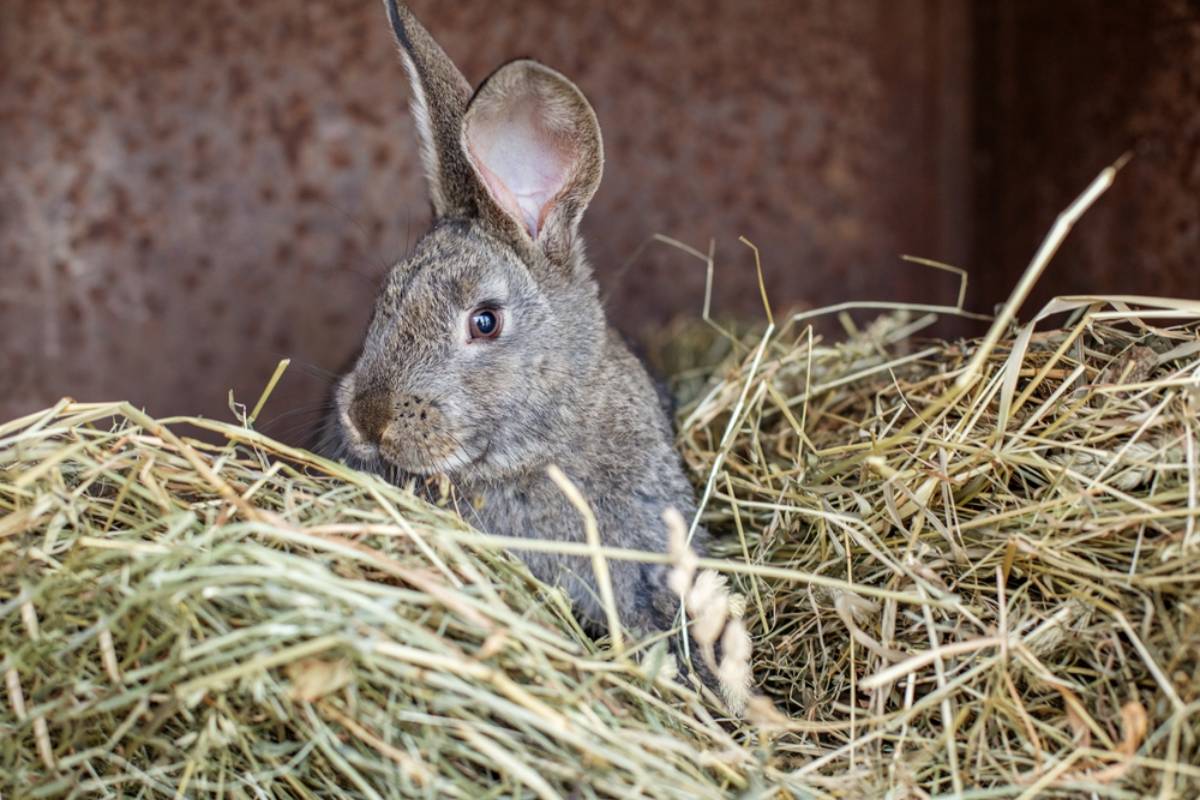 A Gardener Harvested a Mountain of Homemade Hay to Help a Friend’s Rabbits, Then a Fox Turned His Composting Plans Into an Unexpected Garden Rescue Mission