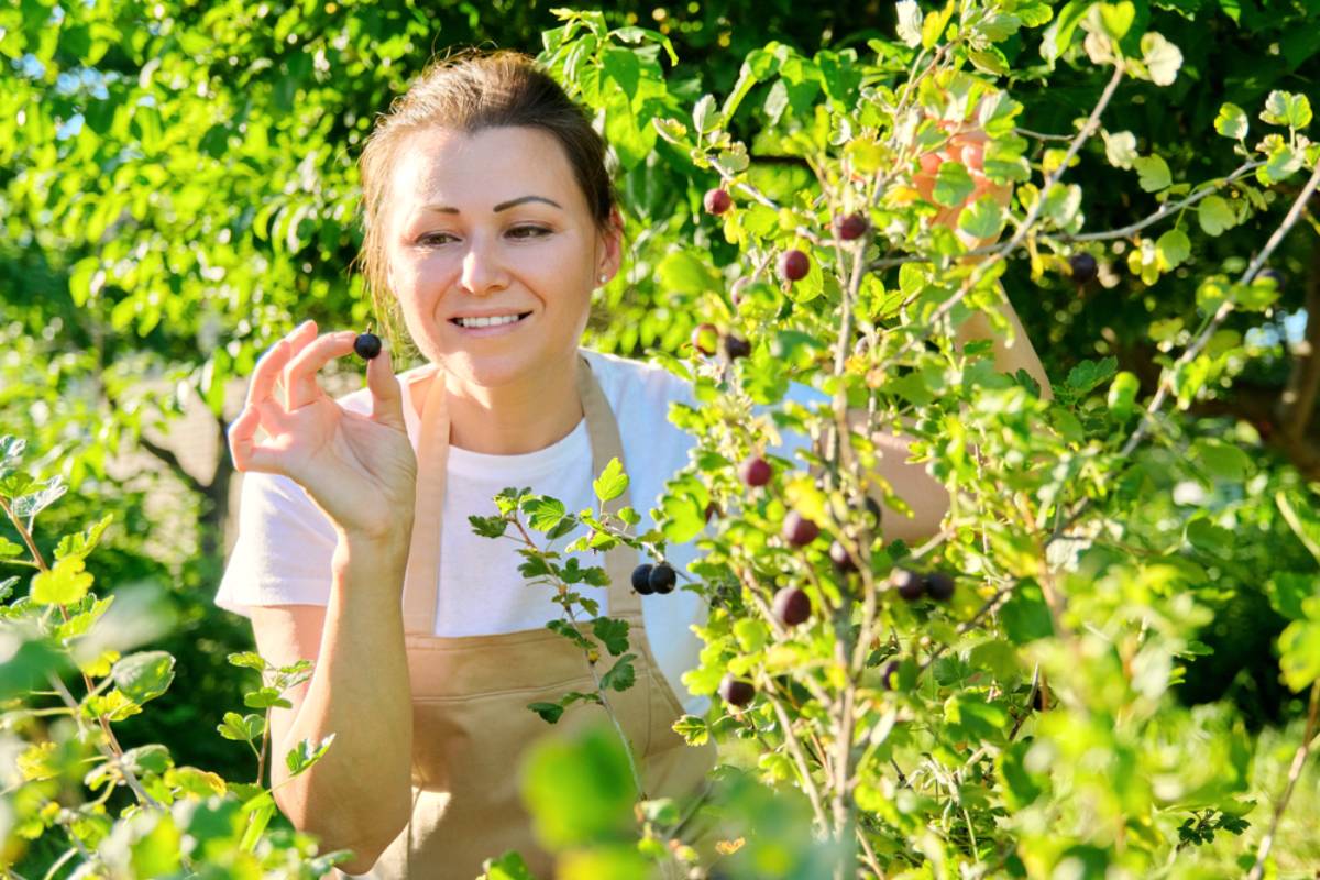 A Gardener Planted a Dozen Coastal Strawberries to Finally Defeat a Stubborn Patch of Bluebells, Then Woke Up to Find Most of Them Gone Without a Single Berry in Sight