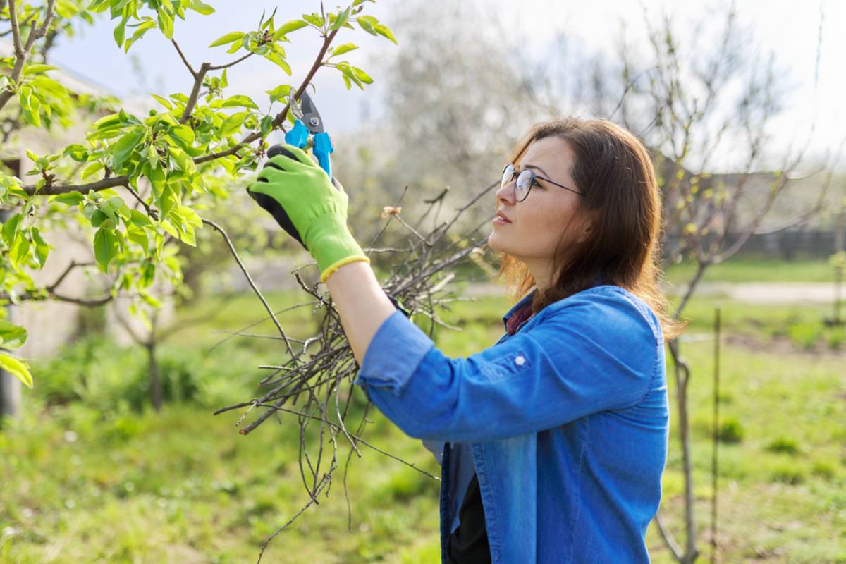A Gardener Says Every Tree Removal Feels Like Losing a Piece of Himself, Then Reveals Why Pruning His Own Garden Breaks His Heart Even When He Knows It Must Be Done