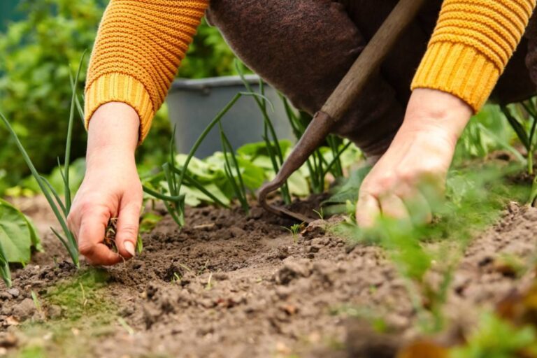 A Gardener Spent Hours Pulling Supposedly Invasive Weeds From Her Community Plot, Then Discovered They Were Her Neighbor’s Raspberries and the Garden Coordinator Had Been Digging in Her Beds Without Permission