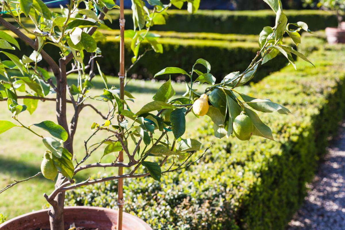A Gardener Thought Her Dead Lemon Tree Pot Was a Total Loss, Until a Dragonfly Showed Up and Started Cleaning Up the Pests She Had Battled All Season