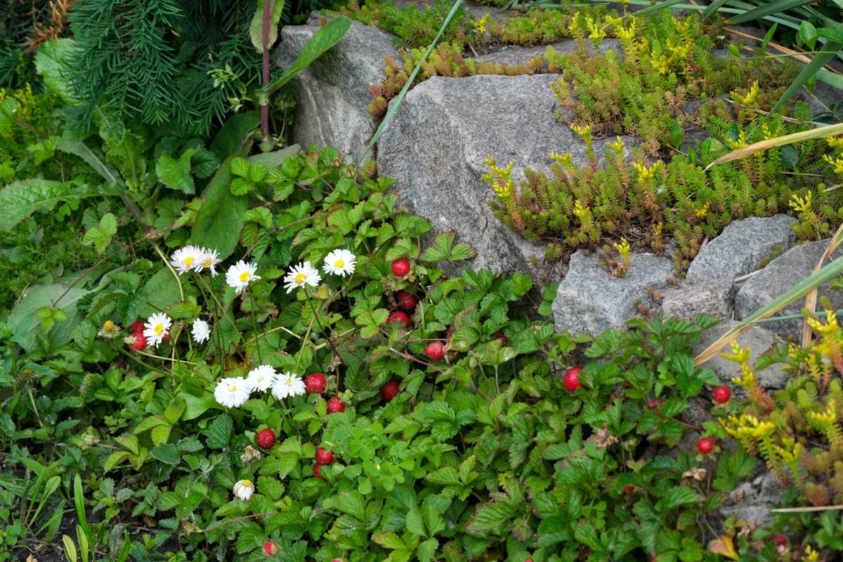 A Gardener Turned a College Charity’s Rock-Filled Rental Lawn Into a Beautiful Food Garden With Herbs, Strawberries, and Tomatoes, Then the Tenants’ Lease Wasn’t Renewed Before They Could Enjoy the Harvest