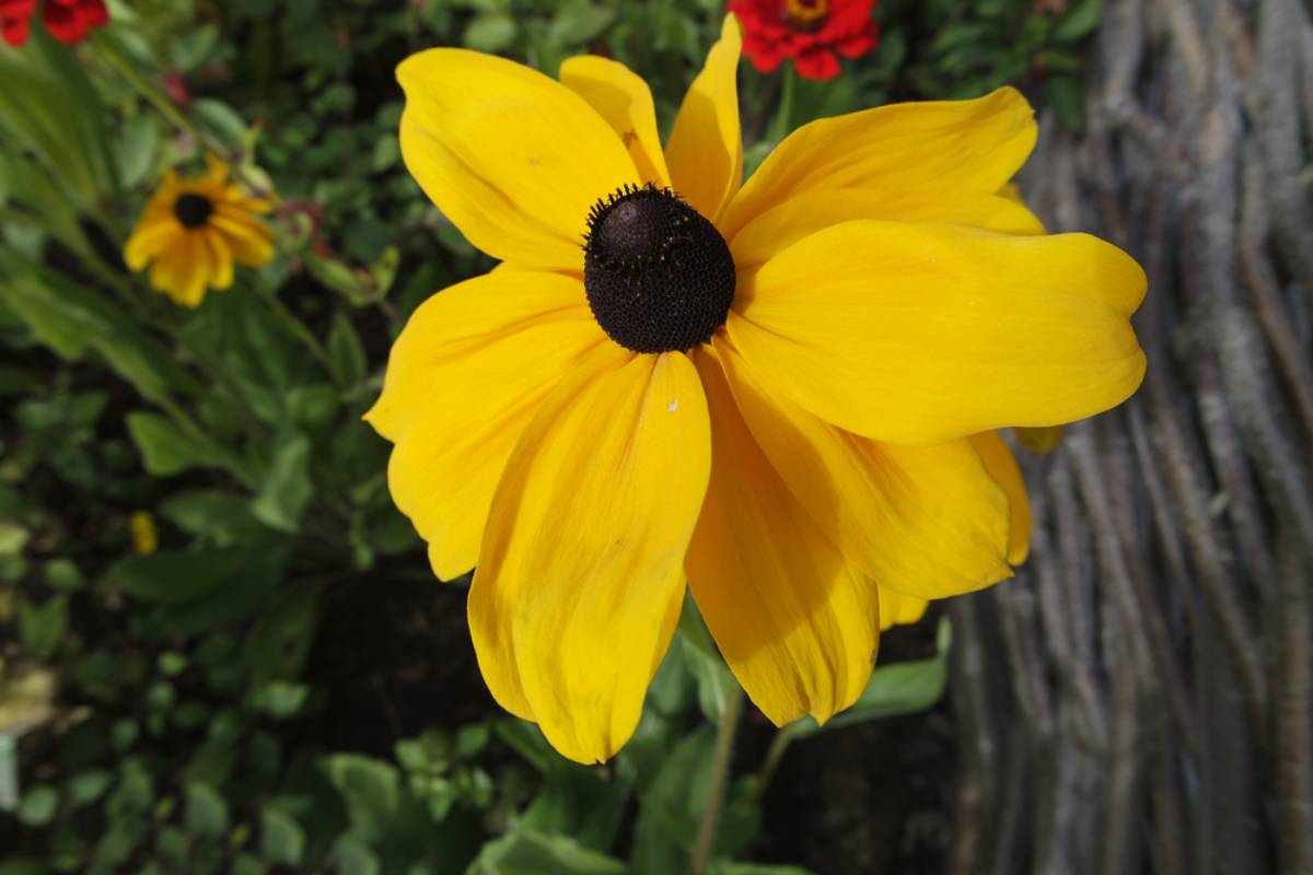 A Gardener Woke Up to Find Every Black-Eyed Susan Cut Nearly to the Ground, Then Discovered the Real Culprit Was Much Smaller Than a Neighbor