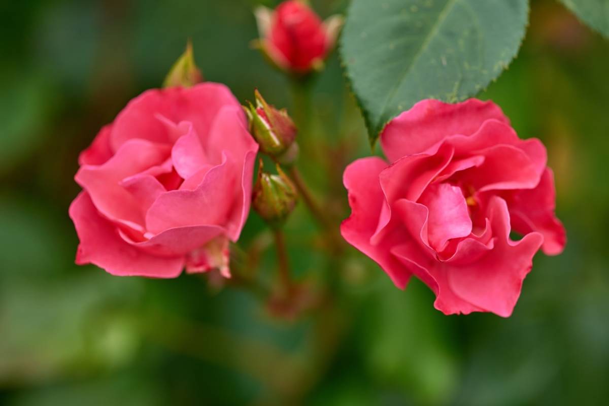 A Grieving Homeowner Returned to the House Where He Built a Life With His Beloved, Then Found Two Roses Growing in the Wild Garden That Made Him Feel Like He Was Finally Home Again