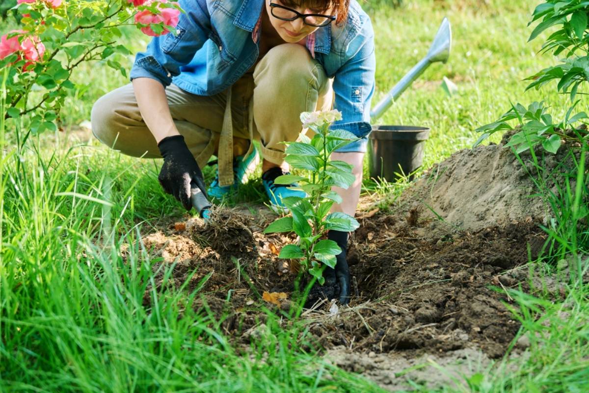 A Heartbroken Owner Wanted to Plant Something Beautiful Beside Her Beloved Dog’s Grave, Then Realized the Garden Could Never Replace the Companion She Lost