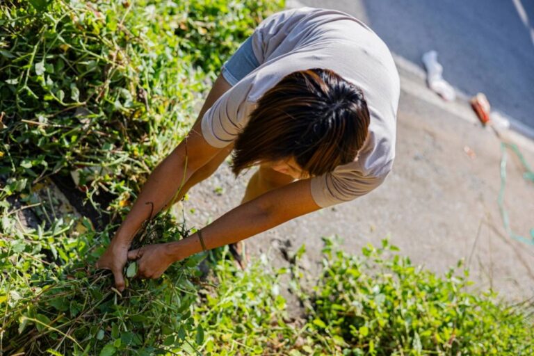 A Homeowner Admits They Used to Pull Flowers Straight Out of a Neighbor’s Garden for Fun, Until They Realized Just How Much Damage Their Childhood Pranks Had Caused