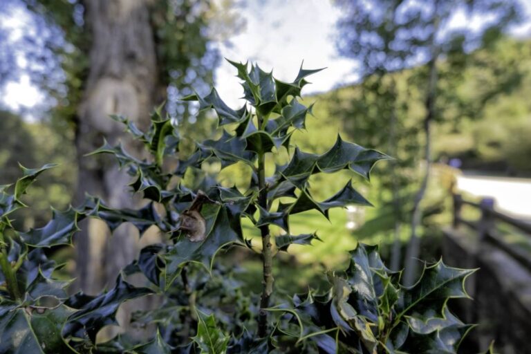 A Homeowner Asked Her HOA to Remove Two Holly Bushes After Discovering a Severe Allergy, Then the Board Told Her to Use the Back Door Just After Hip Surgery