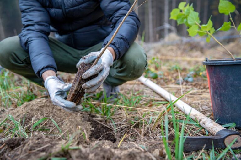 A Homeowner Asked the HOA for Permission to Plant Four Trees in a Shared Green Space, Then a Neighbor Threatened to Rip Them Out Despite Having No Property Nearby