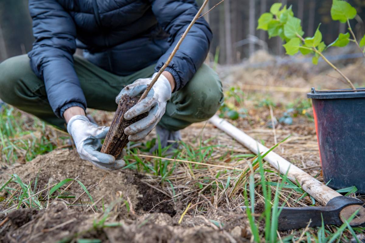 A Homeowner Asked the HOA for Permission to Plant Four Trees in a Shared Green Space, Then a Neighbor Threatened to Rip Them Out Despite Having No Property Nearby