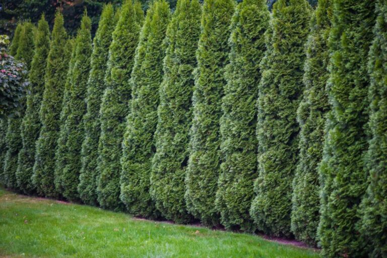 A Homeowner Paid More for an Acre of Tree-Screened Privacy After Escaping a Nightmare Neighbor, Then a Rebuild Next Door Threatened to Turn Her Garden Sanctuary Into Another Fight