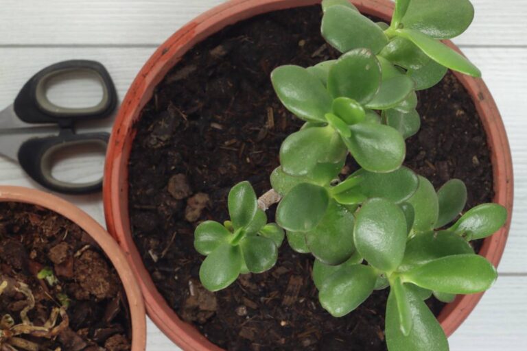 A Houseplant Lover Grew Four Jade Babies From Fallen Leaves, Then Discovered Her Biggest Gardening Problem Was Letting Them Go