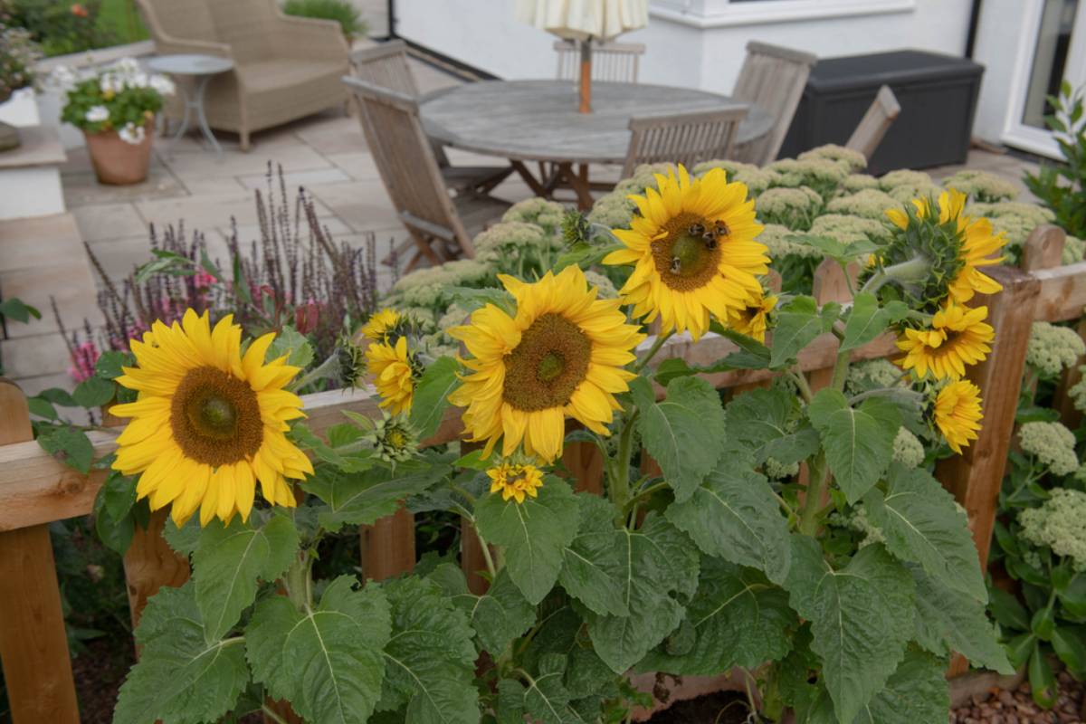 A Husband Spent Months Growing Sunflowers for His Wife’s Ninth Anniversary, Then They Vanished Overnight, Until a Closer Look at the Garden Raised an Unexpected Question