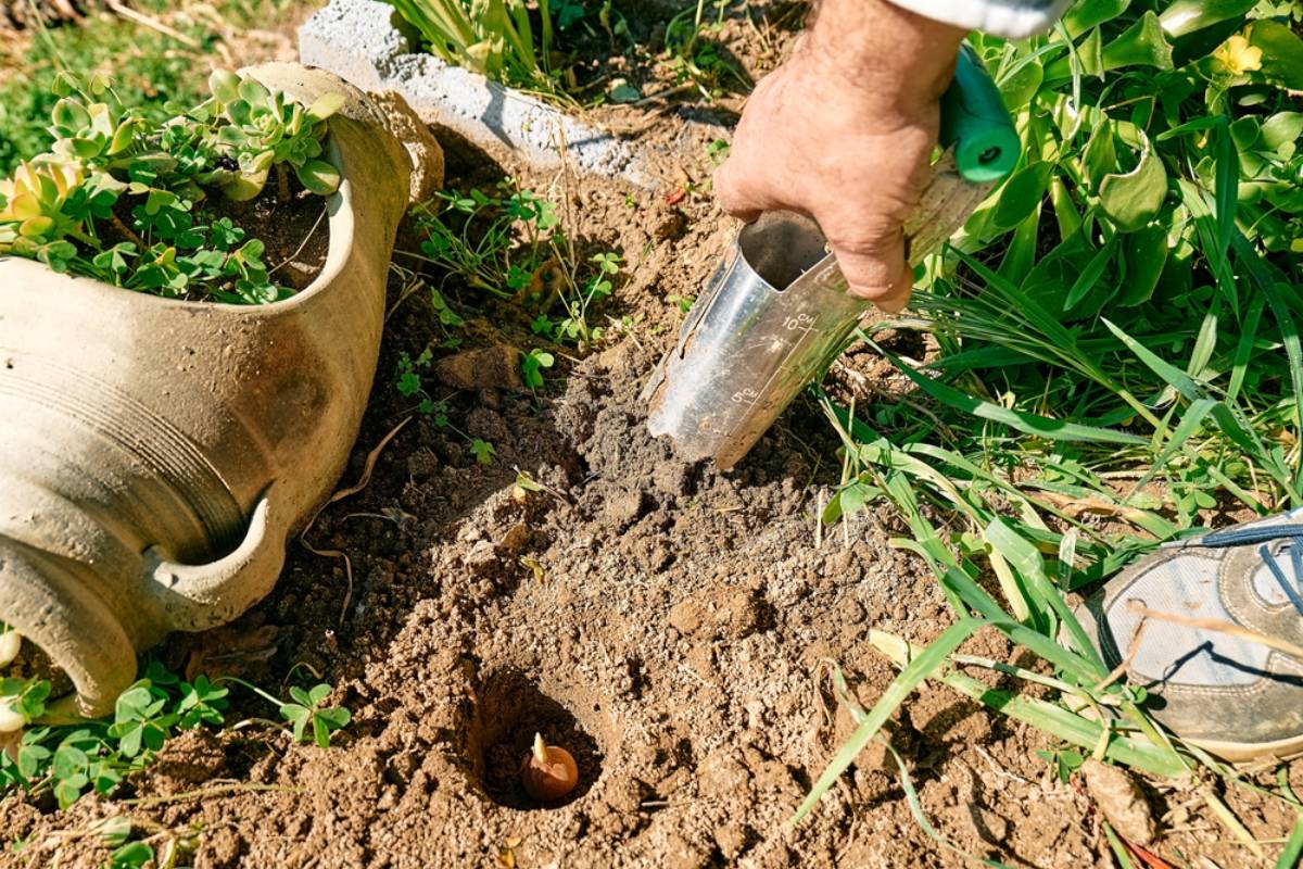 A Los Angeles Renter Says Her Landlord Let an Overgrown Property Turn Her Yard Into a Never-Ending Cleanup Project, Then Years of Complaints Left Her Digging Up Invasive Plants Alone