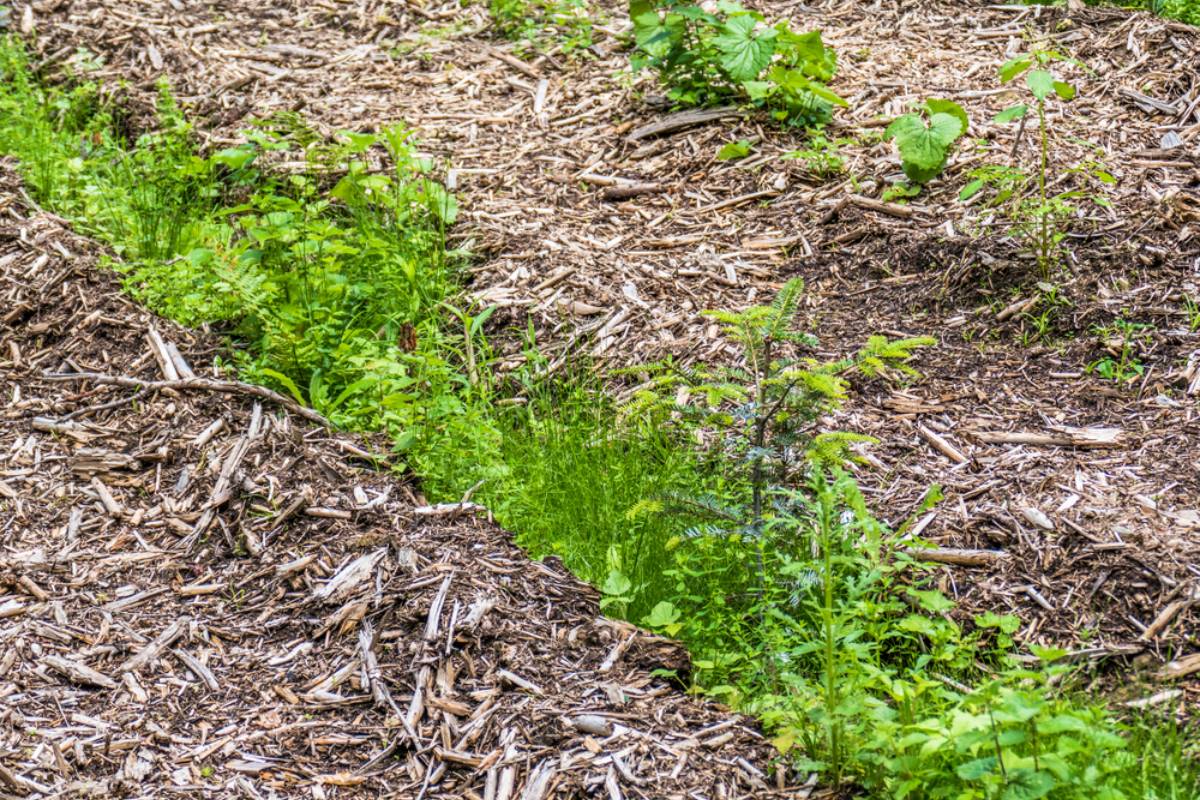 A New Homeowner Ordered a Mountain of Wood Chips to Create a Small Native Garden, Then Changed Plans and Decided to Bury the Entire Backyard Lawn