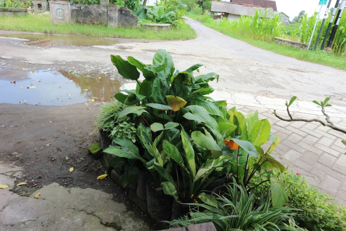 A New Homeowner Planned to Rip Out Every Plant Along the Driveway and Start a Fresh Lawn, Then Realized the Previous Owner Had Left Behind Flowers Worth Saving