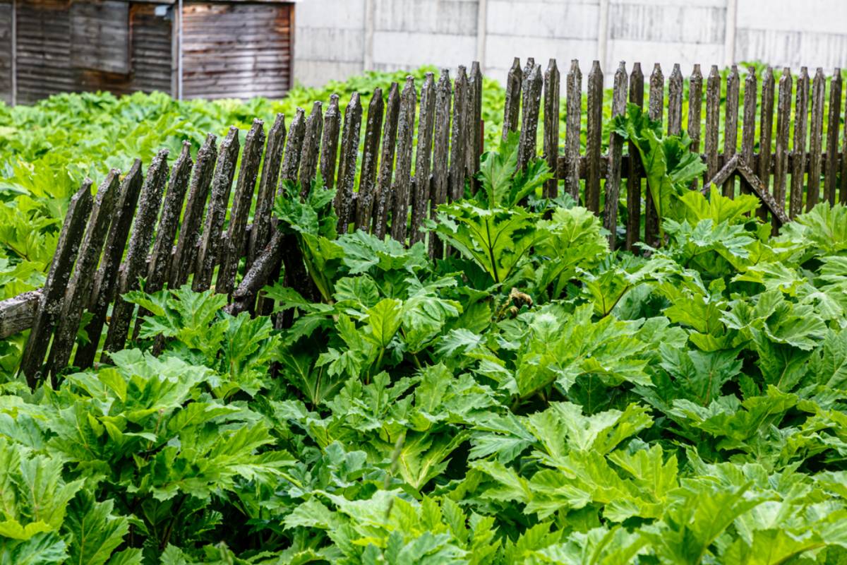 A New Homeowner Wanted His Neighbor to Pay Half for a Rotting Garden Fence, Then Responses Pointed Out What His Own Backyard Might Be Doing to the Wood