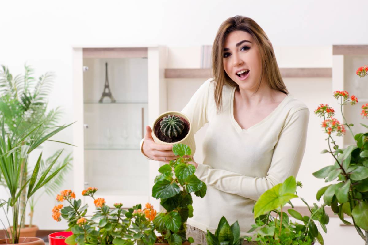A Plant Collector Flew a Rare Christmas Cactus Home After Months of Searching, Then Felt Guilty Charging Just $2 for Cuttings Until Local Gardeners Started Offering Something Unexpected