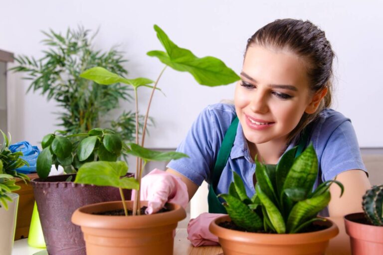 A Plant Lover Says Her Roommate Planned to Donate Their Shared Houseplants to Charity, Then Fellow Gardeners Suggested Hiding the Pots Before Sale Day