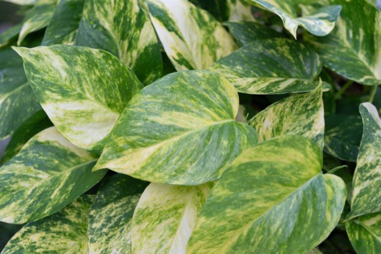 A Plant Lover Spotted a Stunning Pothos Climbing Through a Shopping Mall and Wanted to Take a Cutting Home, Until Other Plant Enthusiasts Explained Why That Tiny Snip Could Cross a Much Bigger Line