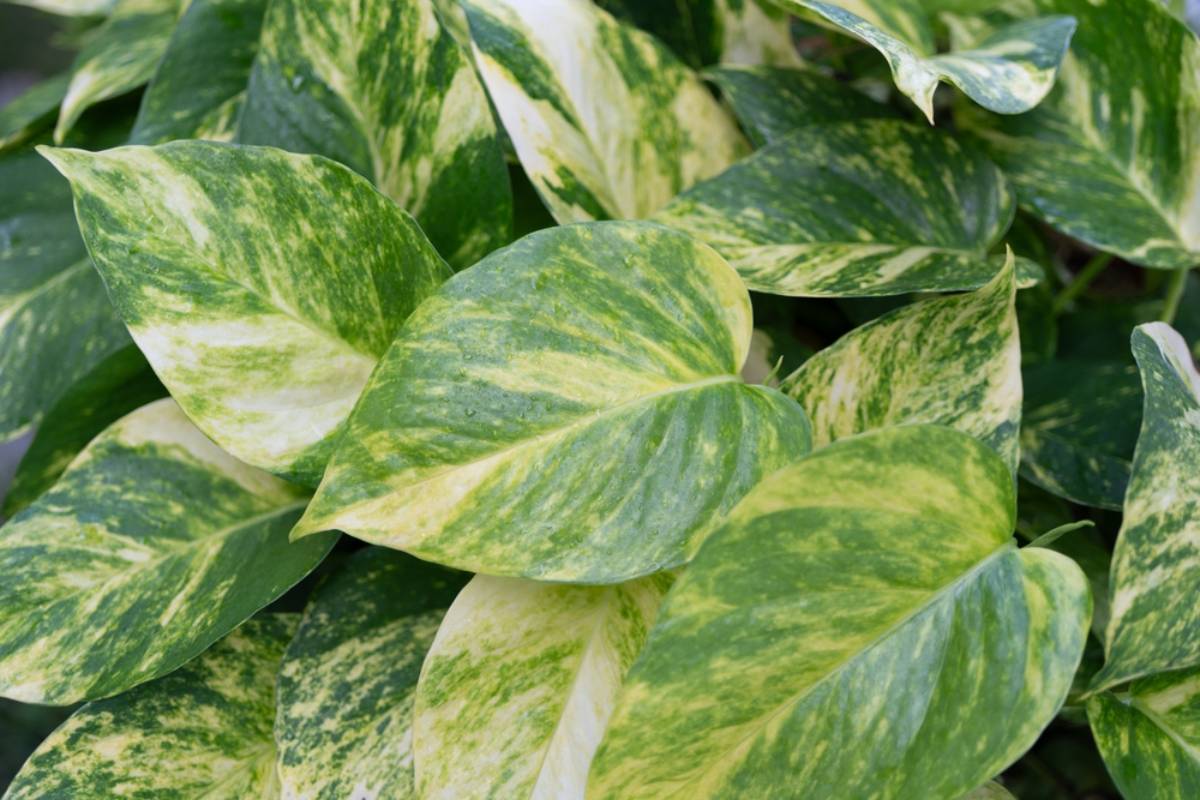 A Plant Lover Spotted a Stunning Pothos Climbing Through a Shopping Mall and Wanted to Take a Cutting Home, Until Other Plant Enthusiasts Explained Why That Tiny Snip Could Cross a Much Bigger Line