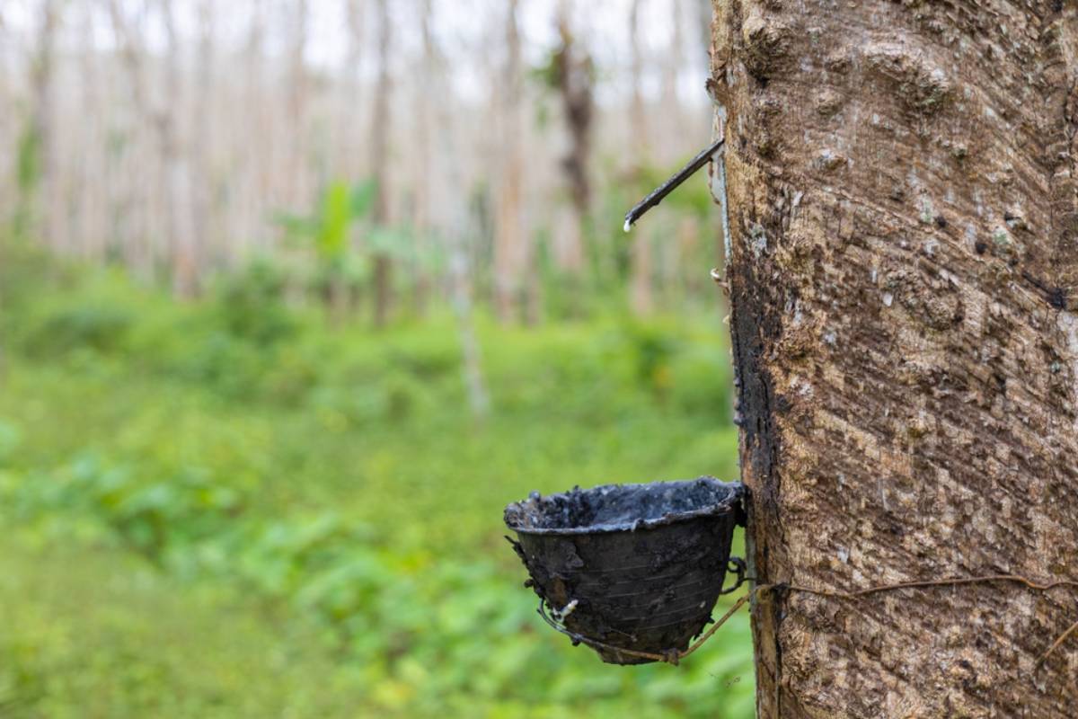 A Teenager Tried to Bring Down the World's Rubber Supply With a Plant Fungus, Then Discovered His Grand Plan Might Have Been More Reckless Than Revolutionary