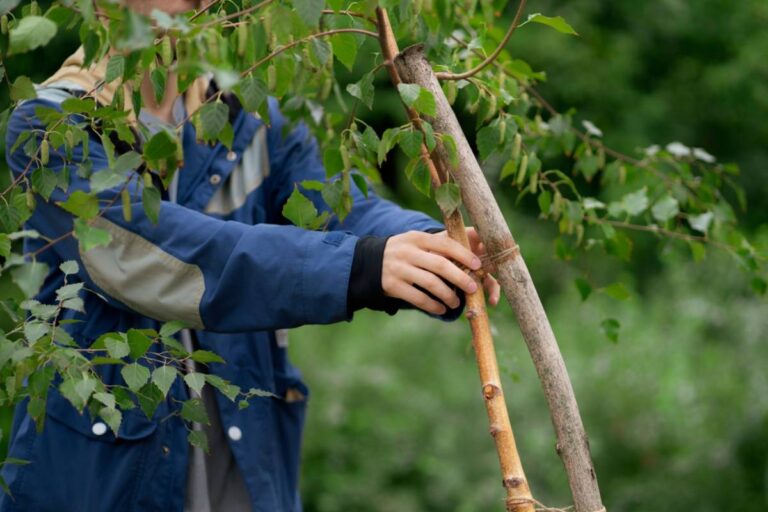 A Texas Homeowner Planned to Plant Five Shade Trees in His Barren Yard, Then Discovered Why Buying the Biggest Live Oaks Might Be the Biggest Mistake