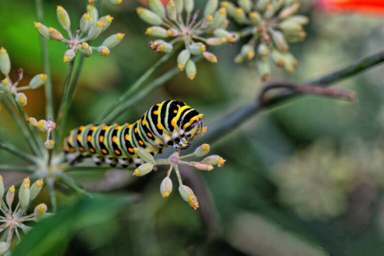 A Toddler Brought Home a Caterpillar From the Farmers Market and Turned It Into a Beloved Garden Pet, Until His Aunt Refused to Sleep Under the Same Roof