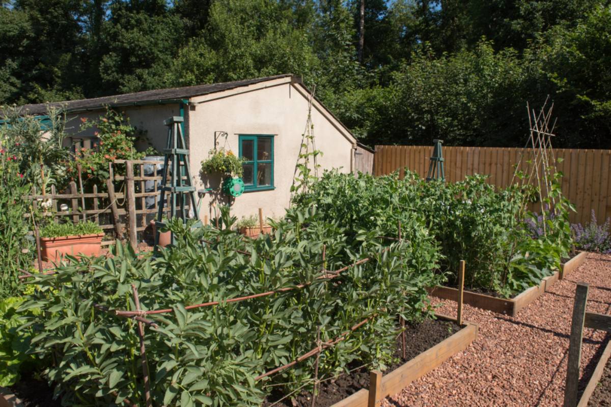 A Widow Bought a $35,000 Fixer-Upper Across From the Ocean and Started Turning Her Side Yard Into a Food Forest, Then Revealed the Part of Her New Life That Had Finally Begun to Bloom