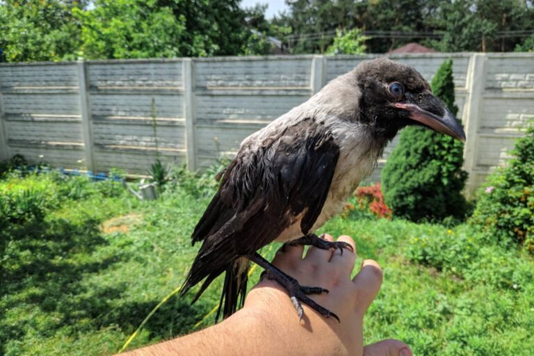 A Widow Finally Cleared Out Her Late Husband’s Favorite Foods, Then a Flock of Crows Turned a Painful Chore Into a Garden Memory She Wasn’t Ready to Face