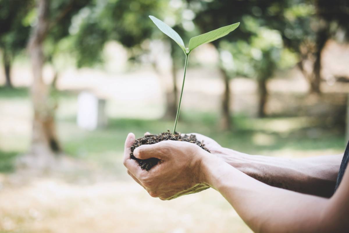 A Woman’s Childhood Earth Day Sapling Became a Memorial to Her Beloved Dog, Then the City Announced a Sidewalk Project That Could Destroy the Tree Until One Unexpected Fight Changed Everything