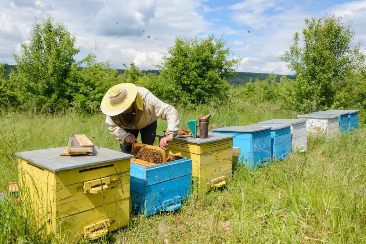 Beekeeper Says He Was Stung More Than 30 Times While Wearing His Protective Suit After Washing It With OxiClean, Then Other Beekeepers Revealed Why His Bees Might Have Turned Against Him