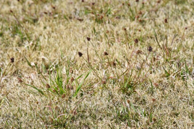 Colorado Homeowner Says His HOA Sent a Lawn Violation During a Historic Drought, Then Defended Its Demand for Green Grass While Officials Urged Residents to Save Water