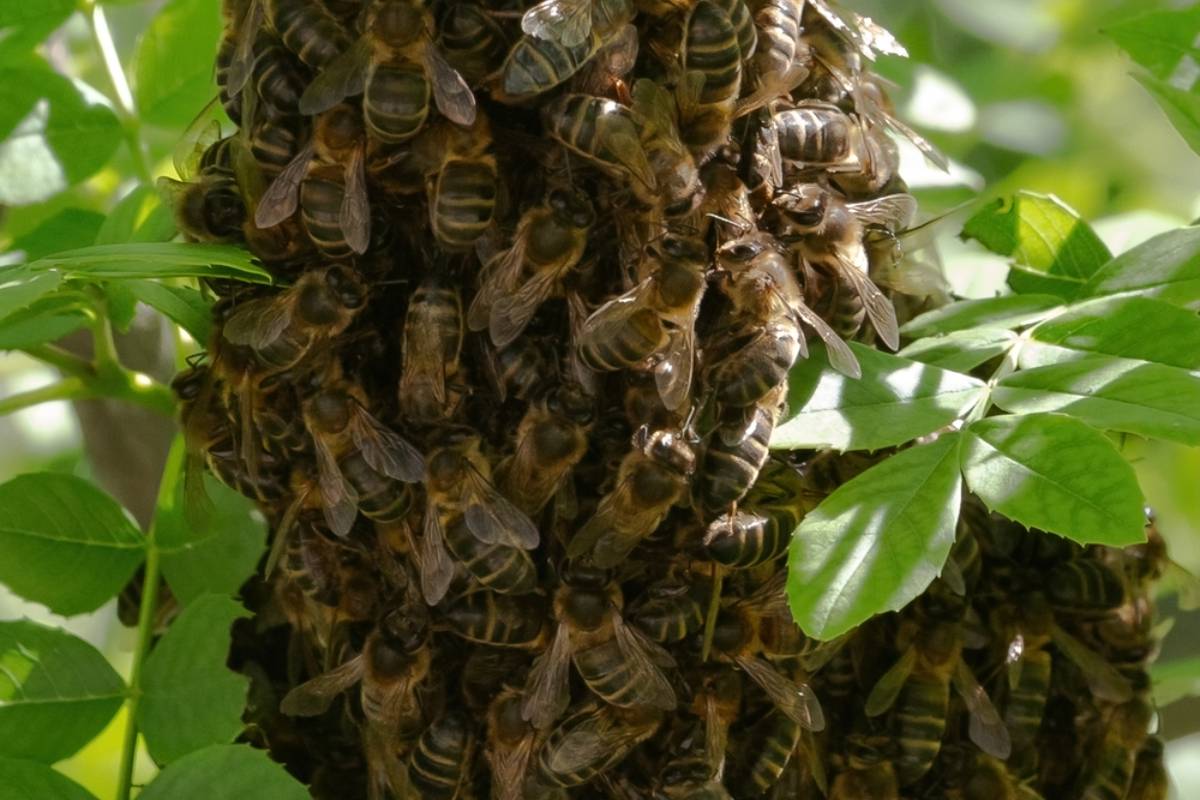Employee Says She Started Rescuing Bees Swarming a Neglected Workplace Trash Can, Then Her Managers Made Her Wonder If Saving Pollinators Had Made Her the Office Oddball