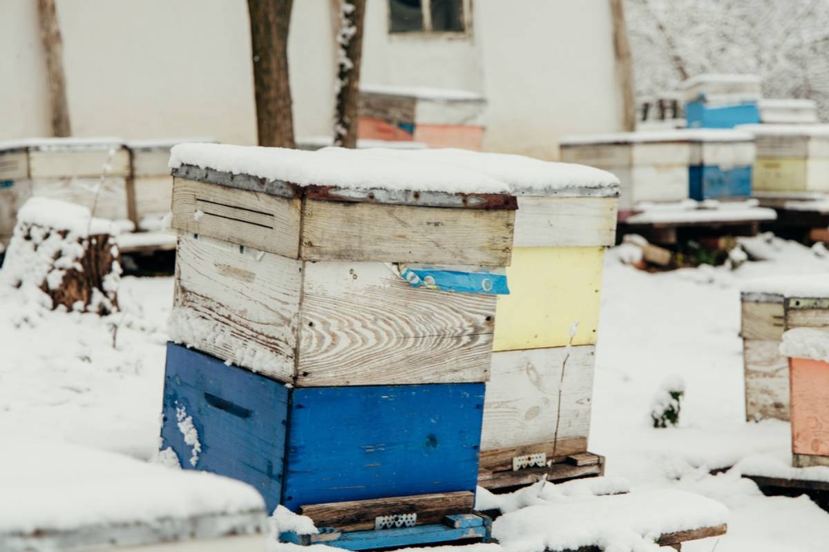 First-Year Beekeeper Fears His Two Hives Could Freeze After Wyoming’s Brutal Winter Arrives, Then Experienced Keepers Reveal Why Closing the Bottom Board Might Not Be the Whole Answer