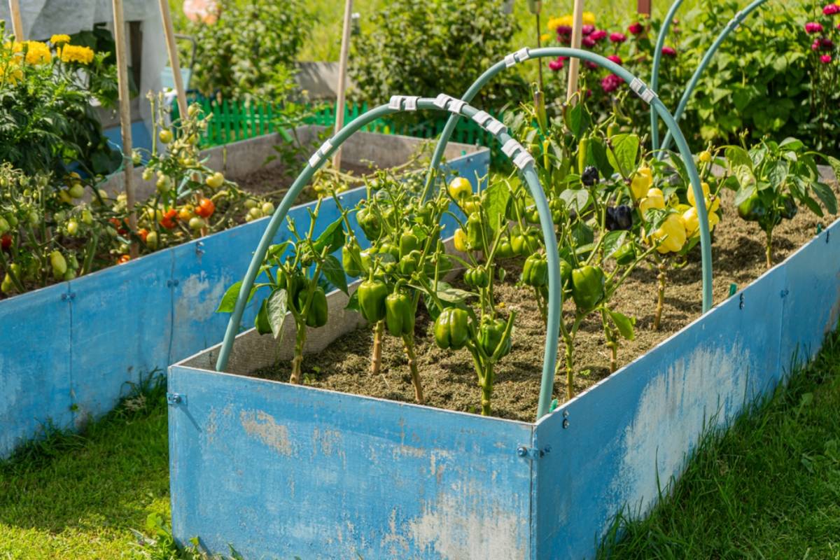 Gardener Builds a Raised Vegetable Bed After Years of Growing Peppers Successfully, Then Watches His New Plants Wilt Within Five Days and Discovers He May Have Been Loving Them a Little Too Much