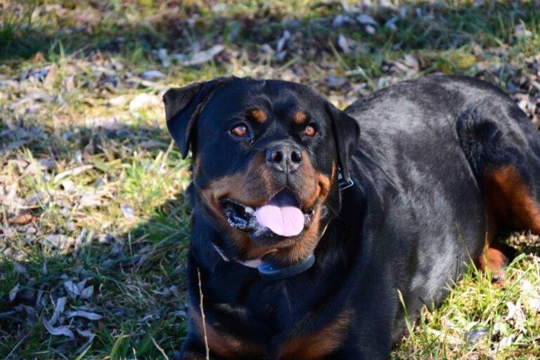 Gardener Says Her Best-Ever Pumpkin Crop Was Ripped Apart by a Neighbor’s Roaming Rottweiler, Then a Huge Pile of Droppings Left Her Wondering Whether Something Even Bigger Had Invaded Her Garden