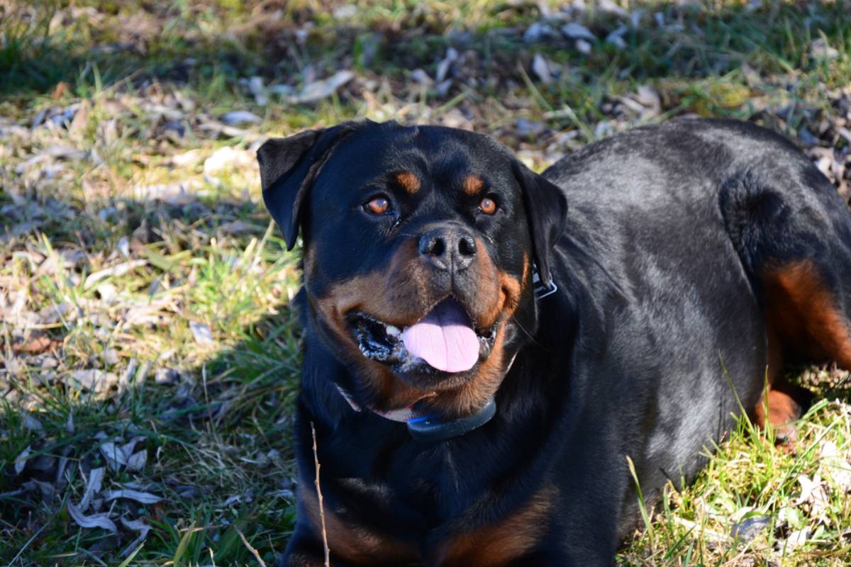 Gardener Says Her Best-Ever Pumpkin Crop Was Ripped Apart by a Neighbor’s Roaming Rottweiler, Then a Huge Pile of Droppings Left Her Wondering Whether Something Even Bigger Had Invaded Her Garden