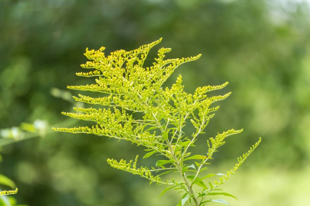 HOA President Calls a Homeowner’s Goldenrods “Weeds” Because They Haven’t Bloomed Yet, Then His Gardening Knowledge Becomes the Real Problem