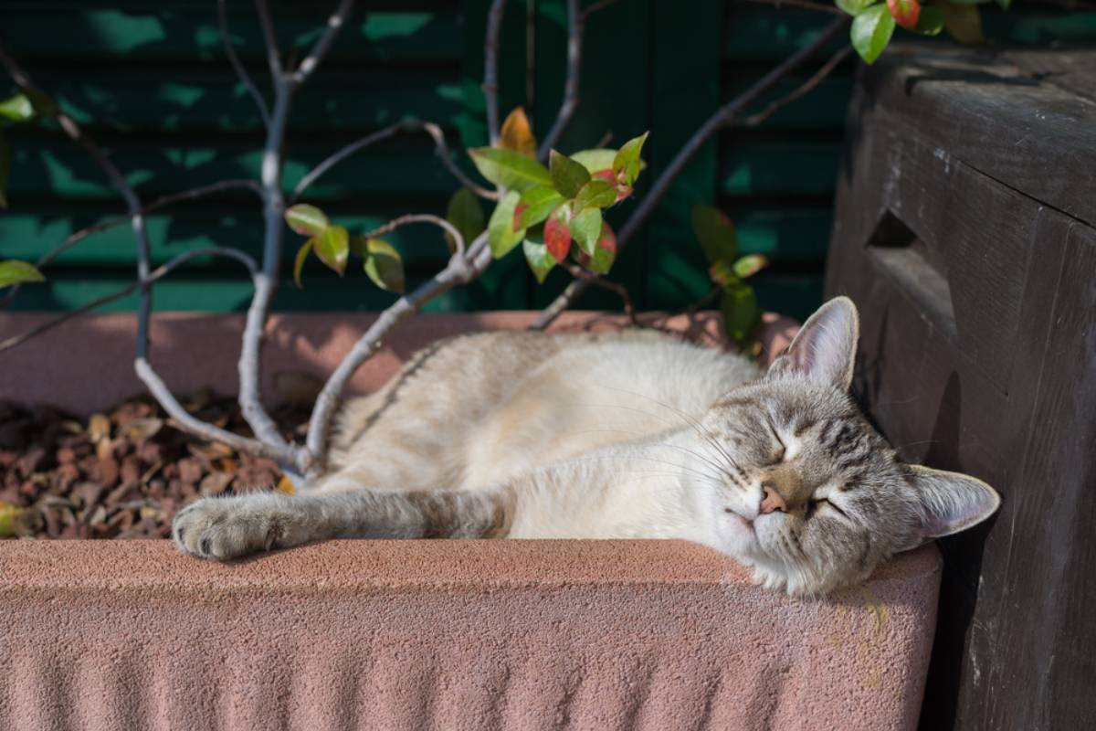 Homeowner Built a Raised Vegetable Garden to Save Money on Groceries, Then a Neighbor’s Cat Turned It Into a Litter Box Until One Cheap Trick Finally Sent the Unwanted Visitor Packing