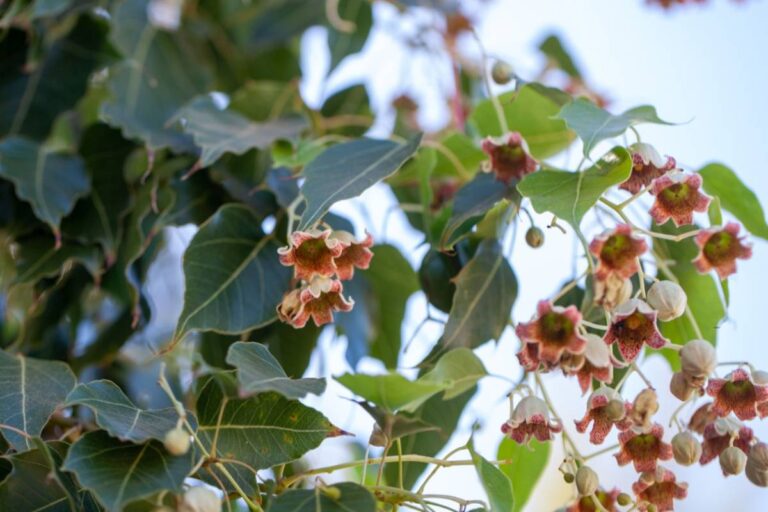 Homeowner Plans a Two-Story House Five Metres From a Giant Kurrajong, Then Discovers the Tree Could Change the Entire Garden Design