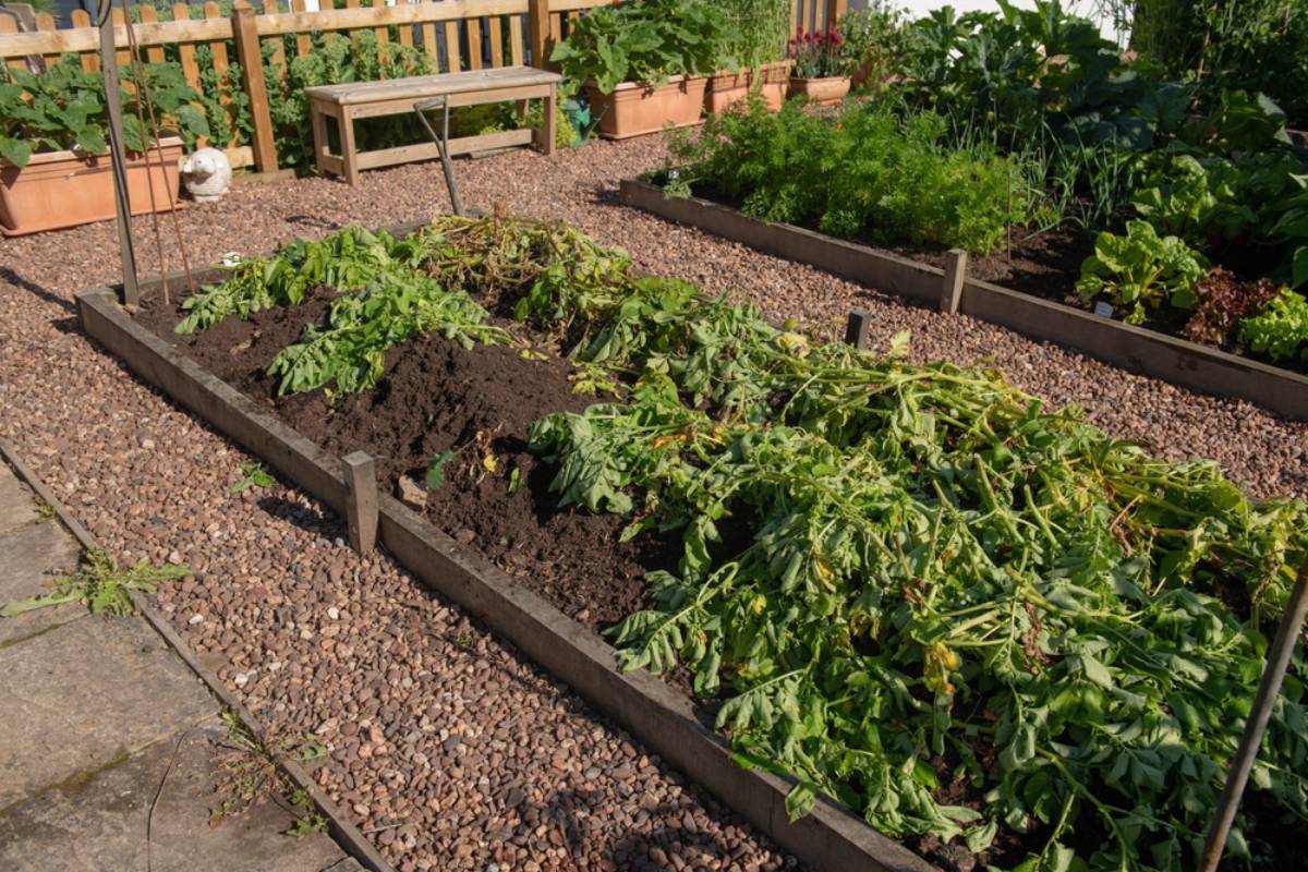 Homeowner Plants a New Garden After Moving to the Country, Then Discovers the Nighttime Visitors Have Been Raiding Her Beds, Cat Food, and Trash