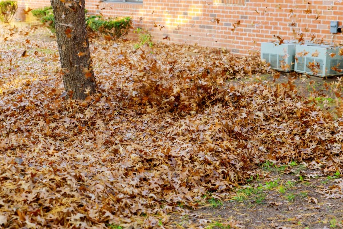 Homeowner Says He Hated Raking Leaves From Two Giant Trees Every Autumn, Then a Windstorm Dumped Them in His Retired Neighbor’s Yard Who Quietly Cleaned Up Everything