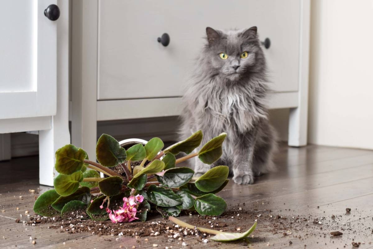 Homeowner Says Her Dogs Had Quietly Shared the Yard for Years, Until a Neighbor’s Outdoor Cat Started Turning Her Garden Into Its Personal Lounge