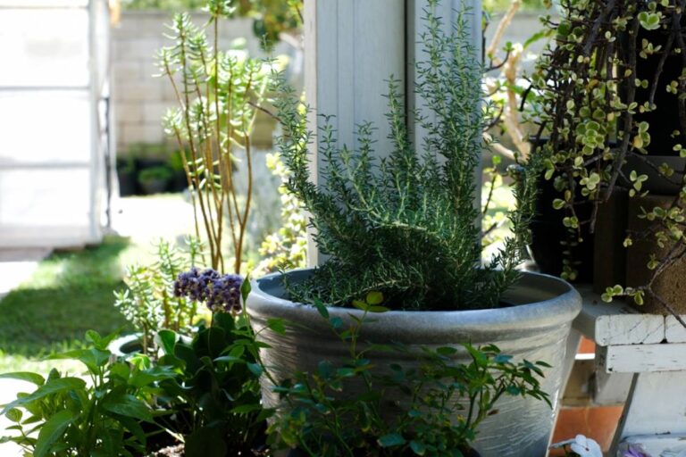 Homeowner Says Her Family Planted Herbs and Wildflowers in Their Rental Garden, Then a Neighbor Started Calling Code Enforcement Over Weeds and Eventually Dug Up Their Plants to Make Room for His Own Lemon Tree