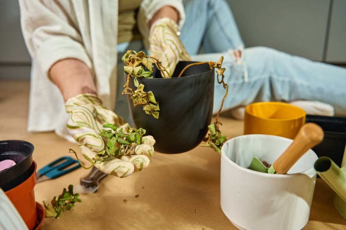 Homeowner Says Her First Vegetable Garden Finally Survived Long Enough to Produce a Harvest, Then a House Sitter Promised She Had Watered Everything Daily Before She Returned to Find Her Plants Bone Dry